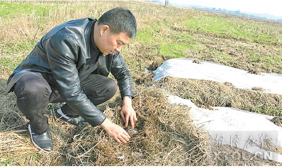 农业技术带头人邓述东,邓述东