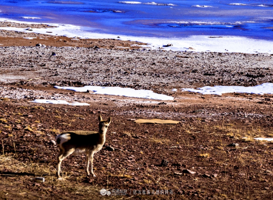 逃离无人区,逃离青海
