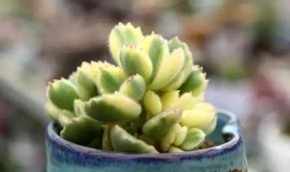 又贵又难养的多肉,又贵又稀有的又好看的多肉