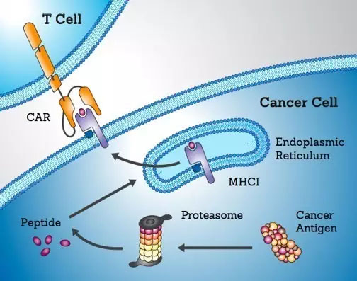 血液肿瘤的CAR-T治疗靶点点评集锦