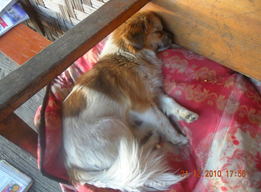 知子罗最后的坚守着