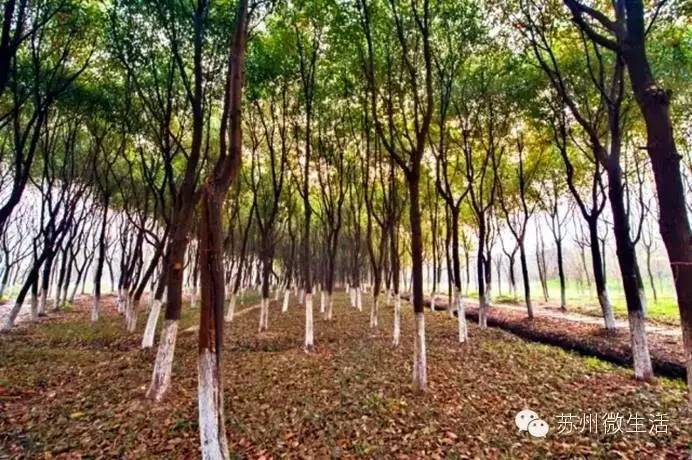 园博园花海在哪个位置,园博园花海现在还有么