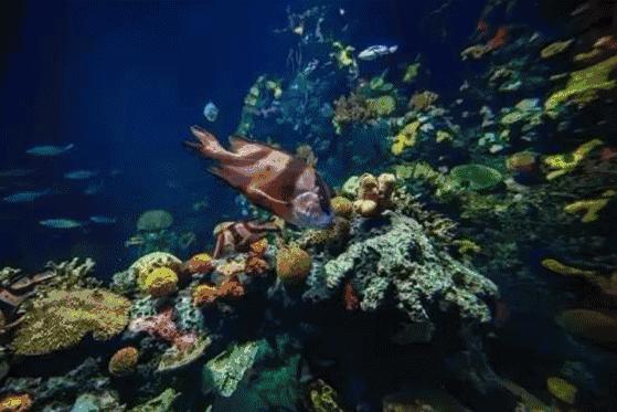 上海迪士尼乐园迷宫体验,上海迪士尼乐园奇幻谷