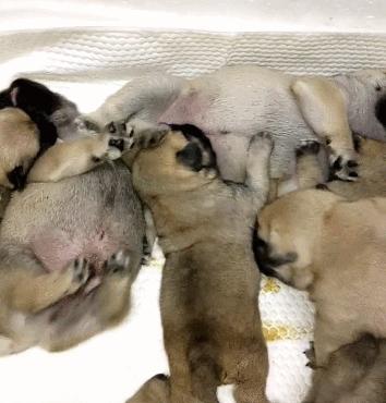 一群小狗找公狗要奶喝，主人一看怀疑人生：这是家丑啊！