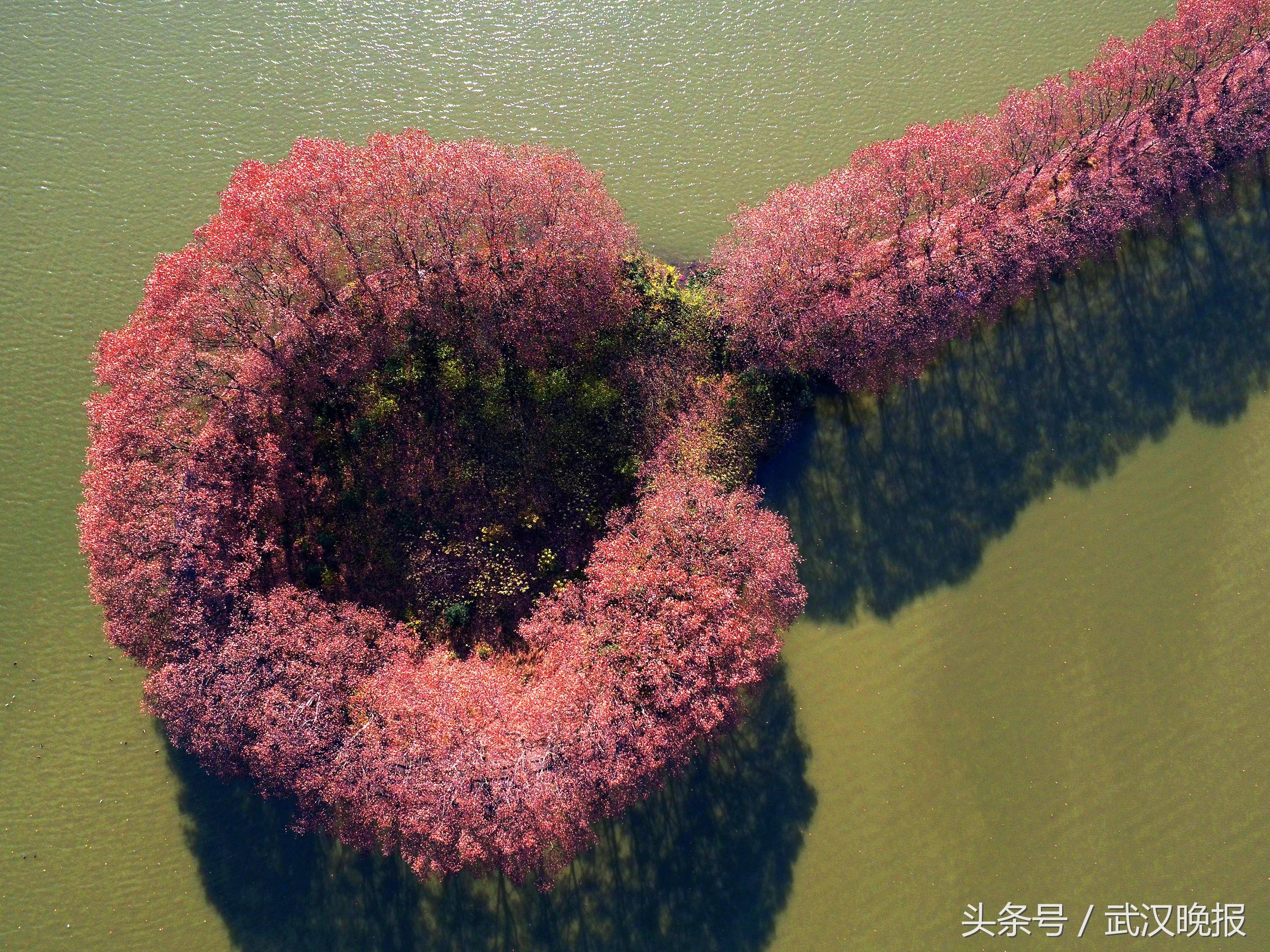 美呆！冬日里上帝打翻了调色盘画下这样的“七彩”大武汉