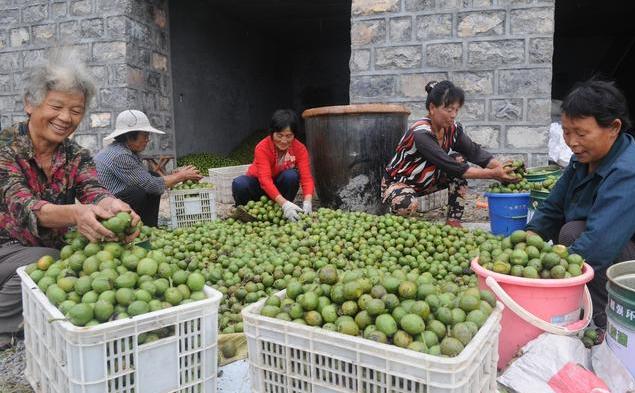 核桃种植不容易,农户大哥来教你,如何高产挣大钱