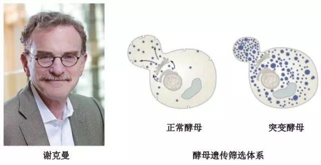 造酒,酿醋,拿诺奖:“下得了厨房上得了厅堂”的神奇酵母