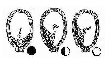 得了这些病还能到美国生孩子吗？