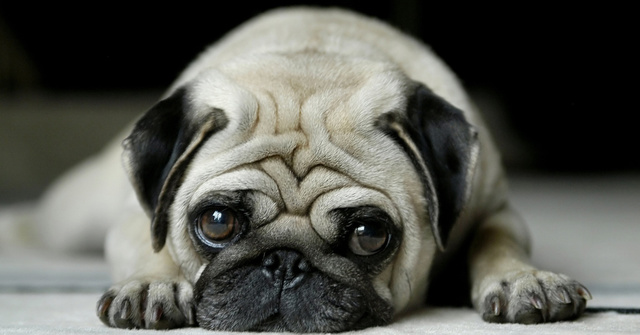 狗狗智商排名介绍,狗狗智商排行列表