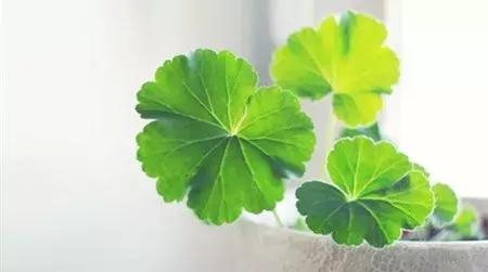 中考1600个英语词汇表,中考英语词汇必背1500单词和短语