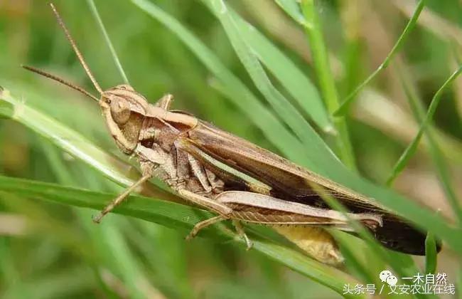 水生昆虫幼虫图谱,各种有害昆虫图谱