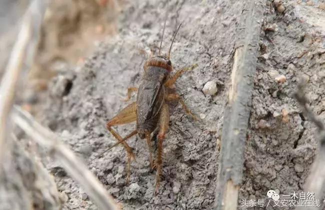 水生昆虫幼虫图谱,各种有害昆虫图谱