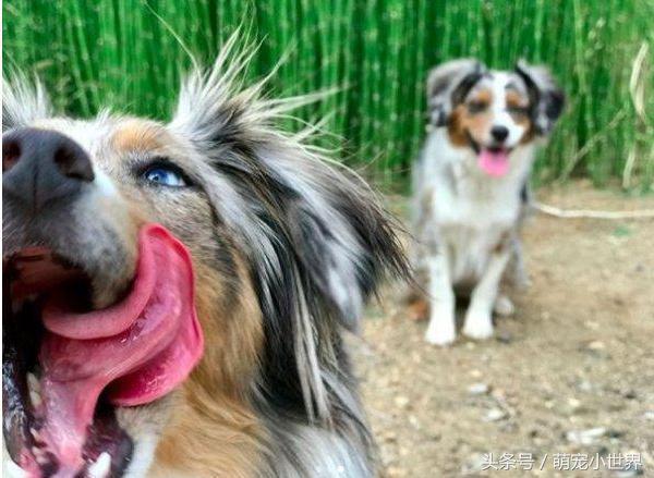 全盲卖不出去!牧羊犬对世界害怕,有了狗妹妹后找回最美笑容