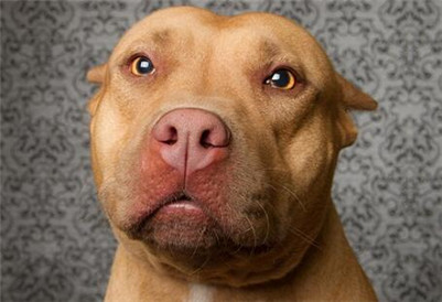 比特犬脑炎症状,比特犬怎么防止生病