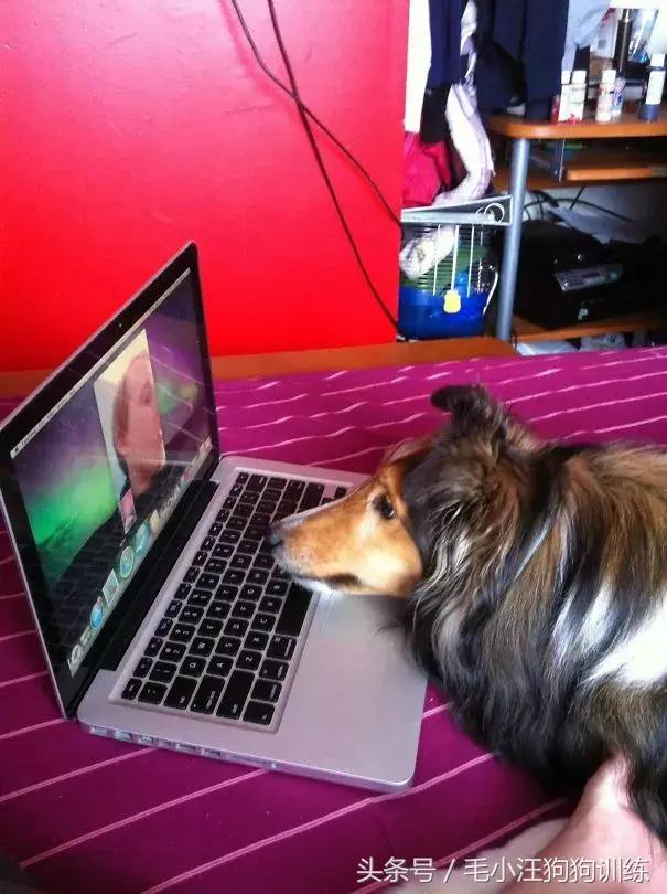 养了这么久的狗竟然又初恋了,养了多年的狗突然接近我