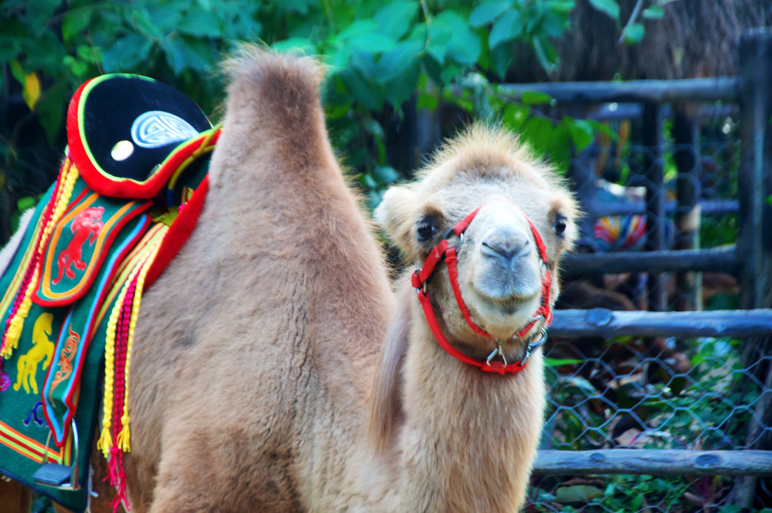 三亚度假之旅完美结束,三亚度假巨无霸五天五夜玩不腻