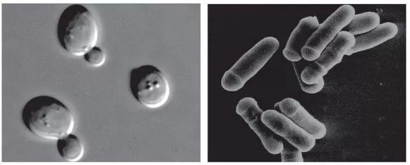 造酒,酿醋,拿诺奖:“下得了厨房上得了厅堂”的神奇酵母