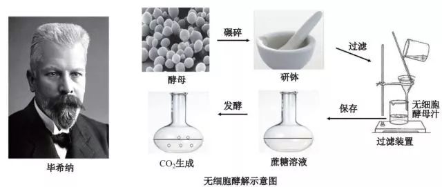 造酒,酿醋,拿诺奖:“下得了厨房上得了厅堂”的神奇酵母