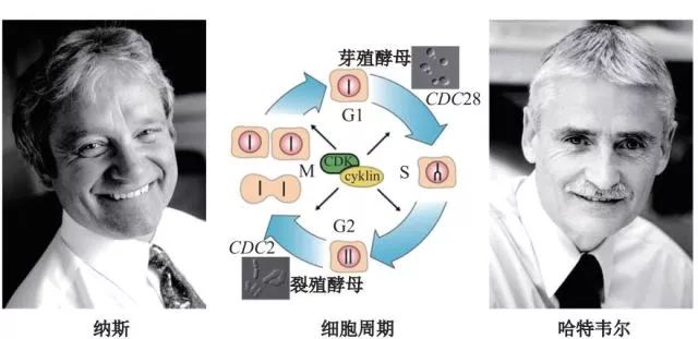 造酒,酿醋,拿诺奖:“下得了厨房上得了厅堂”的神奇酵母