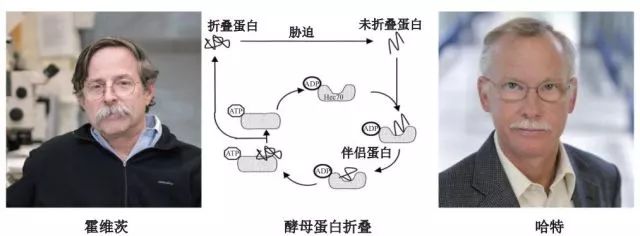 造酒,酿醋,拿诺奖:“下得了厨房上得了厅堂”的神奇酵母