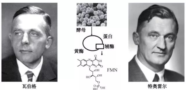 造酒,酿醋,拿诺奖:“下得了厨房上得了厅堂”的神奇酵母