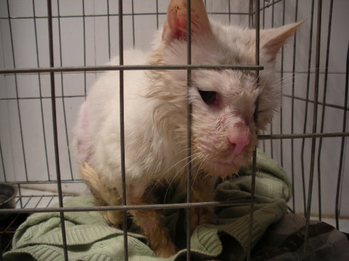 猫口腔炎初期吃什么药最好,猫口腔炎怎么治疗最有效