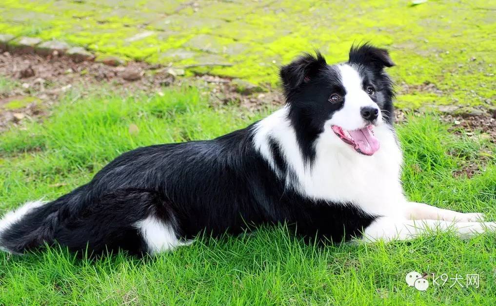 k9猫粮拉稀,德国牧羊犬k9