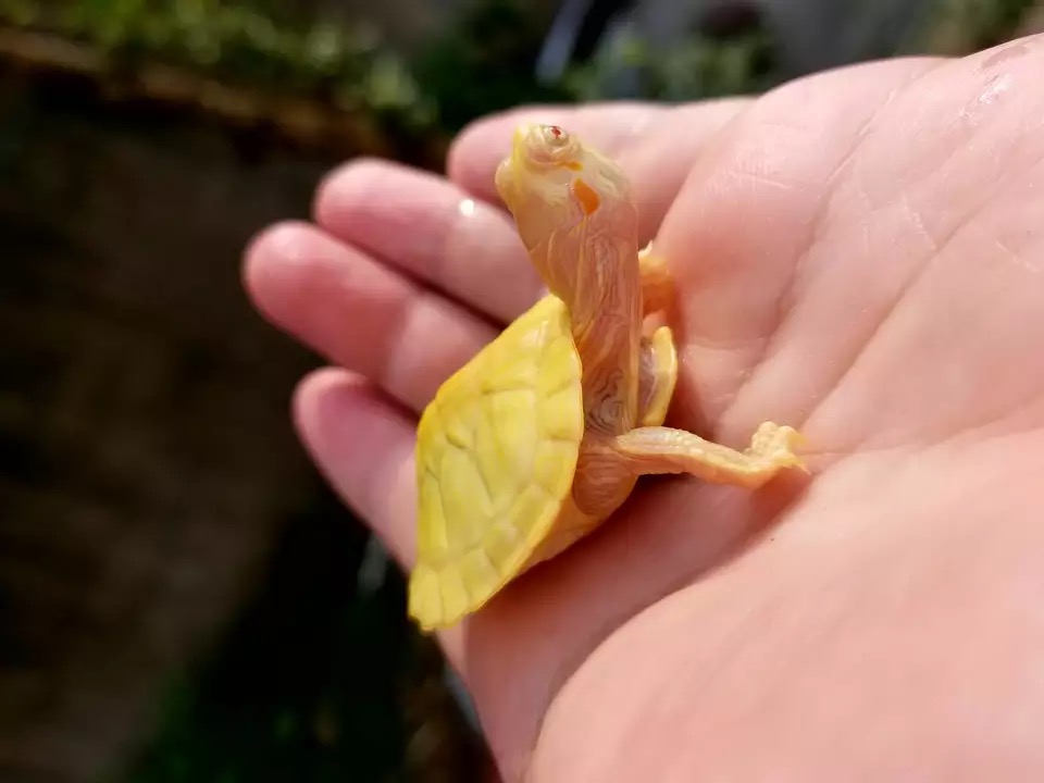 巴西龟养龟全套指南,新手养巴西龟的10个忠告