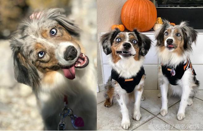 全盲卖不出去!牧羊犬对世界害怕,有了狗妹妹后找回最美笑容