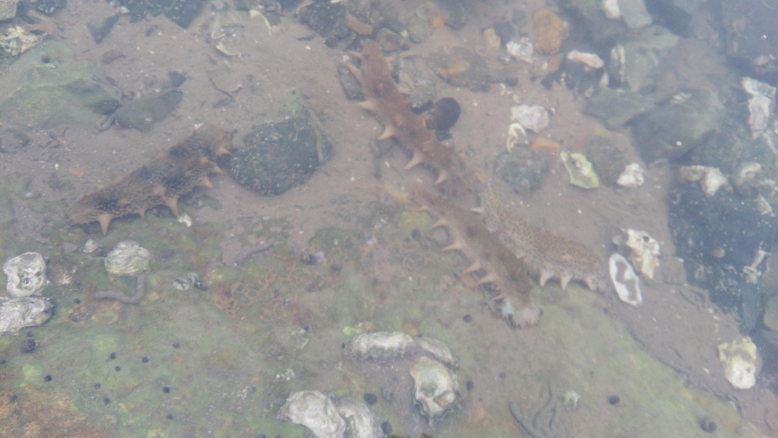 关于海参的故事,关于海参的搞笑视频