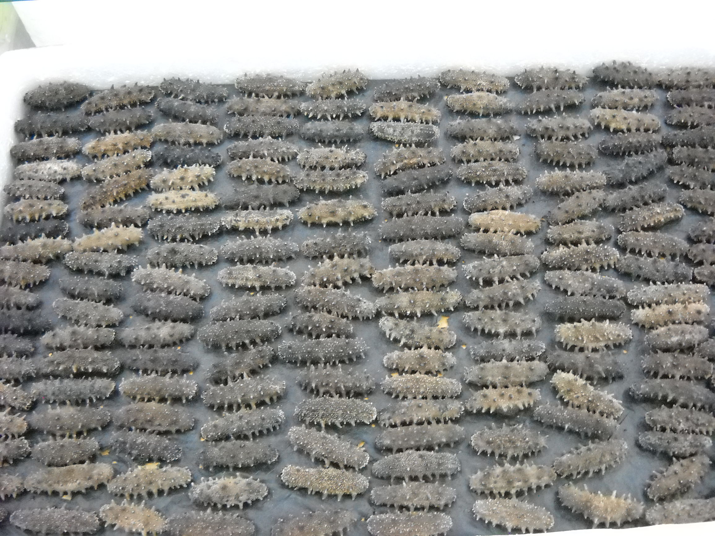 关于海参的故事,关于海参的搞笑视频