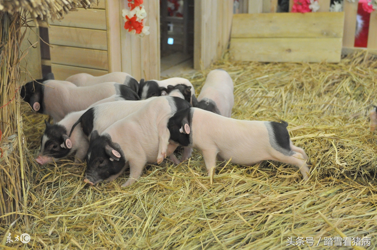 养猪偏方大全猪病症状,养猪的12种治病方法