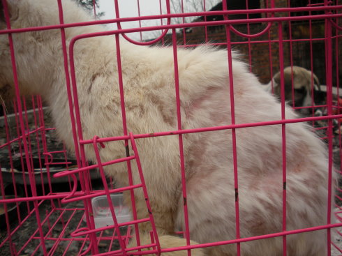 猫口腔炎初期吃什么药最好,猫口腔炎怎么治疗最有效