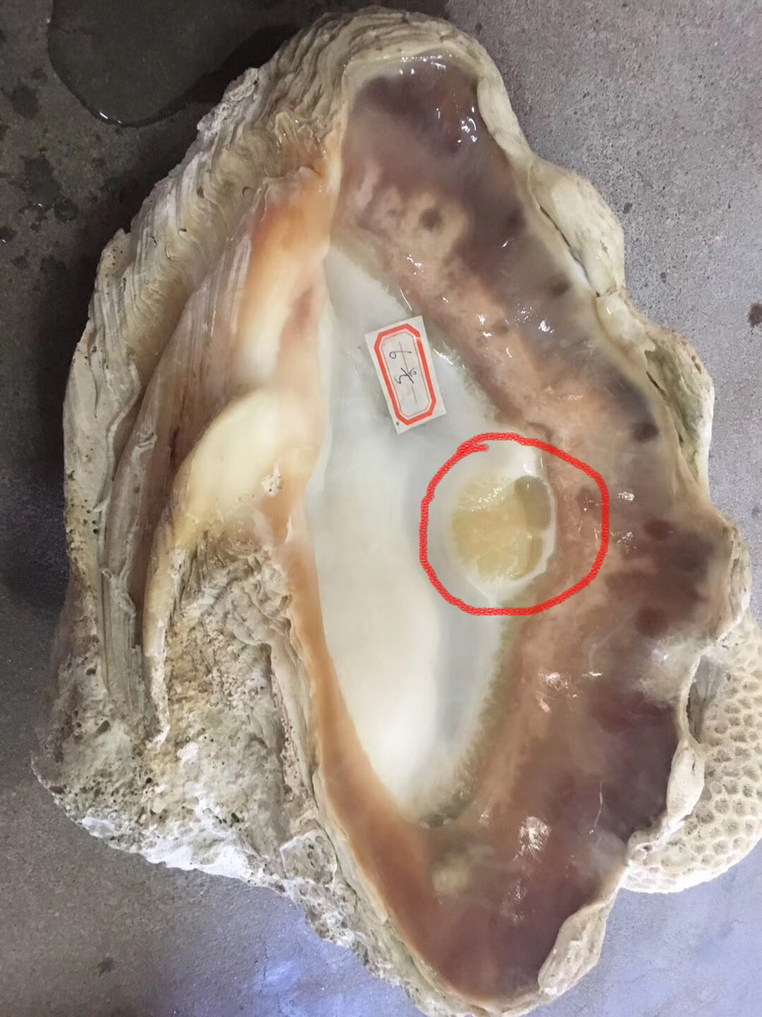 砗磲玉石怎么鉴别,海南玉化鉴定视频大全