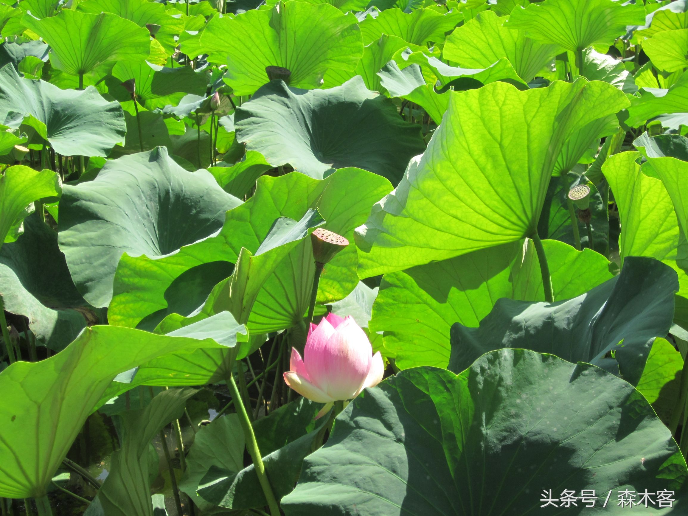 昆明旅游必打卡滇池后海,彩云之南滇池之旅