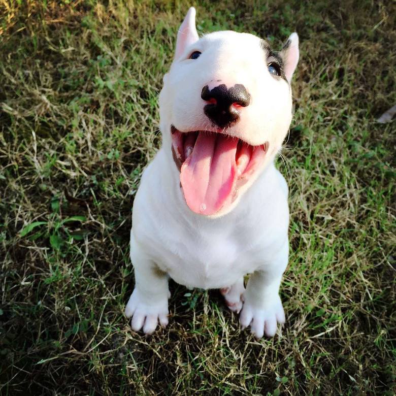 狗狗智商排名介绍,狗狗智商排行列表