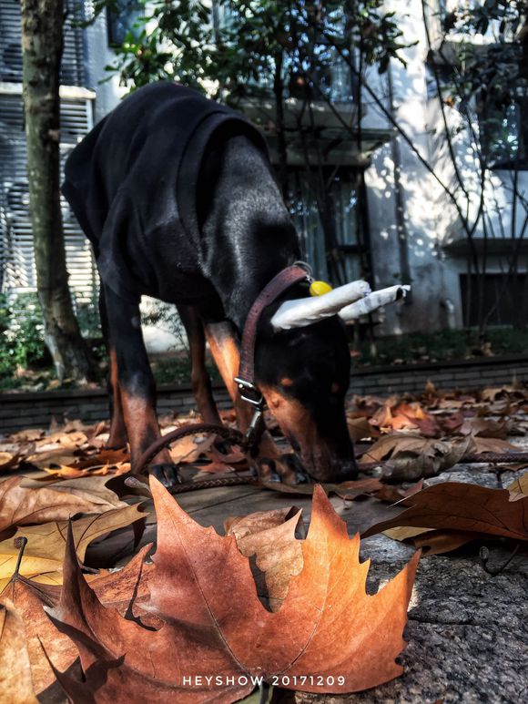 公园里的红狗HEYSHOW俘虏了0-80岁的芳心