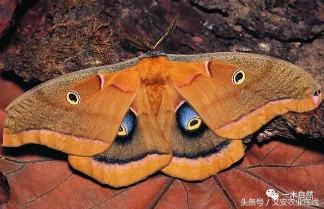 水生昆虫幼虫图谱,各种有害昆虫图谱