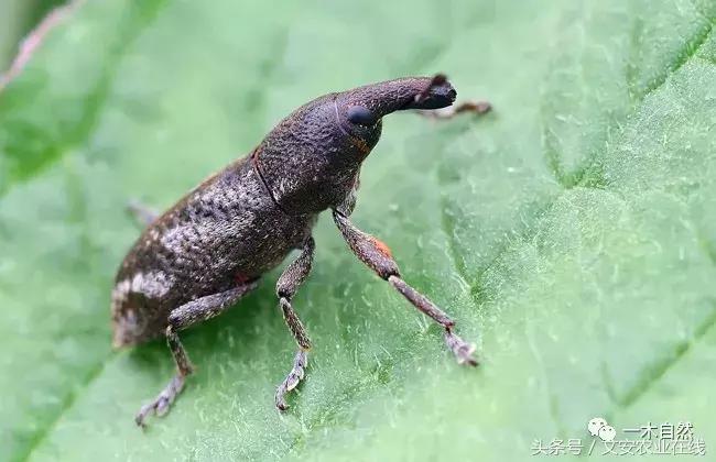 水生昆虫幼虫图谱,各种有害昆虫图谱