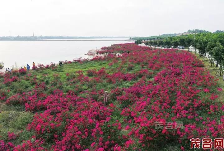 美美美田园风光,茂名最美森林公园休闲游玩好去处