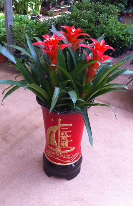 养花的知识大全及养护方法,学会这几个养花小技巧