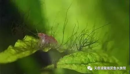 草缸防止藻类爆发,草缸十大危险鱼排名