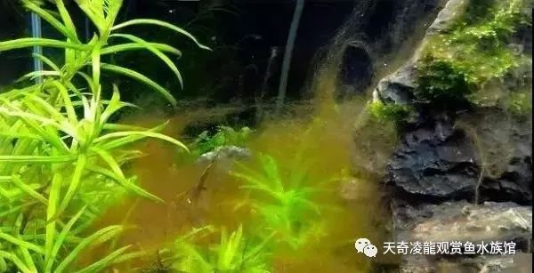 草缸防止藻类爆发,草缸十大危险鱼排名