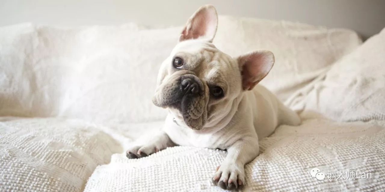 什么方法阻止狗狗乱叫,怎样停止狗狗对人叫