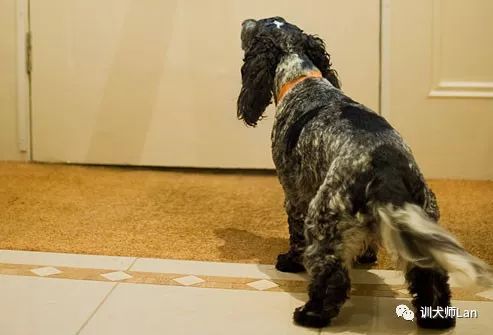 什么方法阻止狗狗乱叫,怎样停止狗狗对人叫