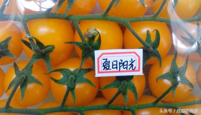 进口种子价格一览表,进口种子按粒卖