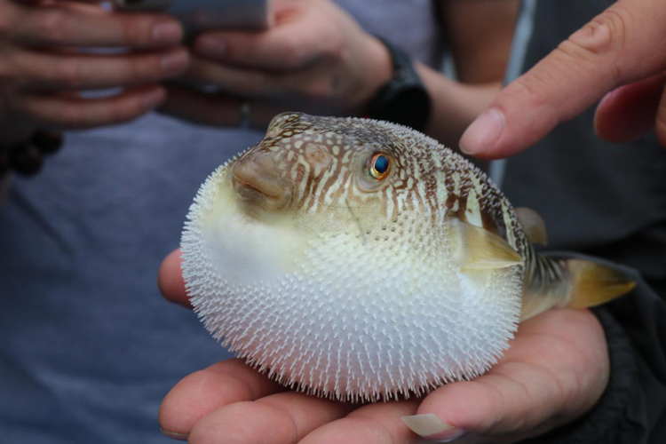 包豪华游艇出海海钓,租一艘豪华游艇出海海钓