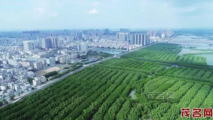 美美美田园风光,茂名最美森林公园休闲游玩好去处