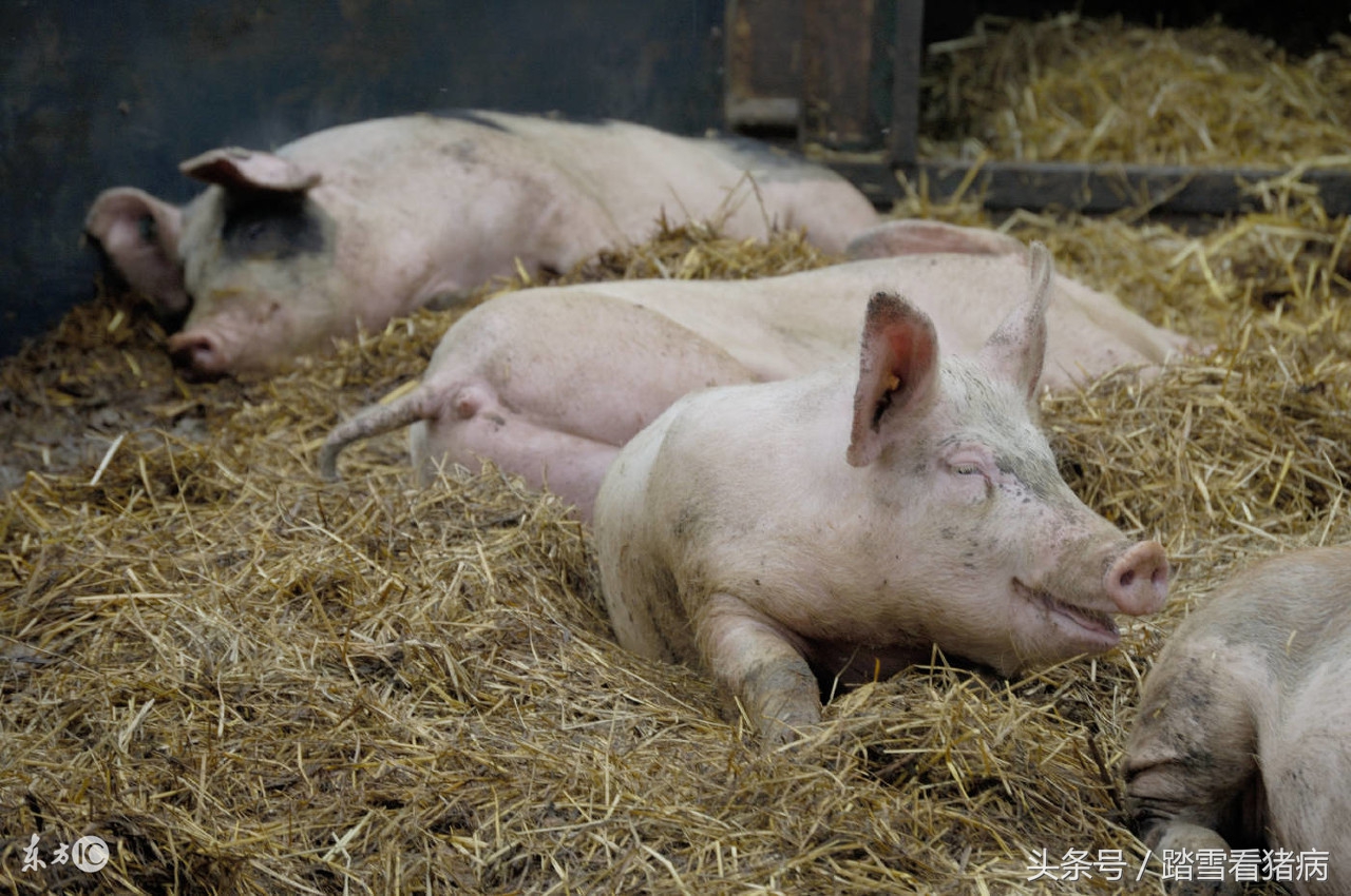 养猪偏方大全猪病症状,养猪的12种治病方法