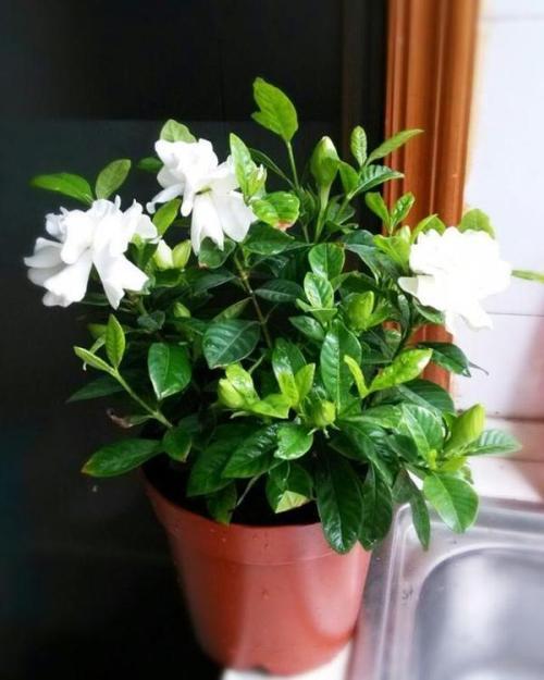 养花的知识大全及养护方法,学会这几个养花小技巧